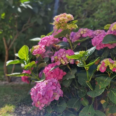 Oaza Spokoju * Nowecin