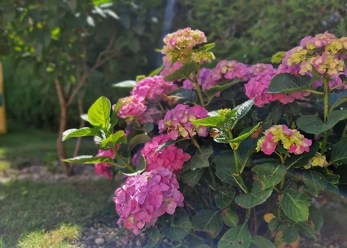 Oaza Spokoju * Nowecin